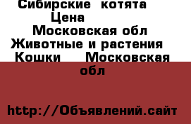 Сибирские  котята   › Цена ­ 1 000 - Московская обл. Животные и растения » Кошки   . Московская обл.